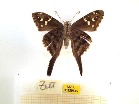 Image of Dorantes Longtail