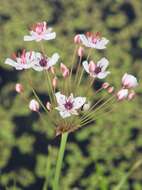 Image of flowering rush family