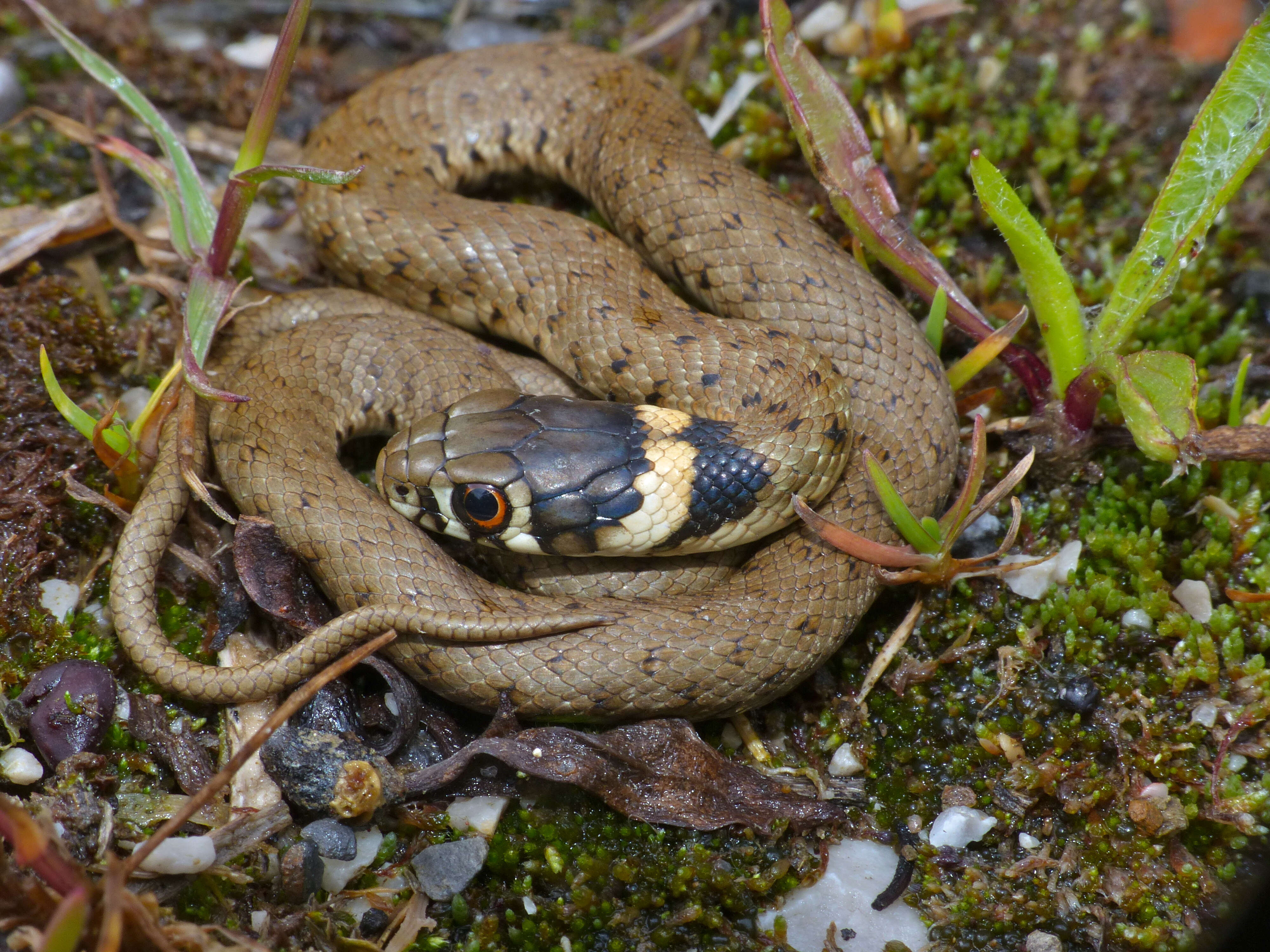 Image of Natrix astreptophora