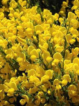 Image of Cytisus oromediterraneus