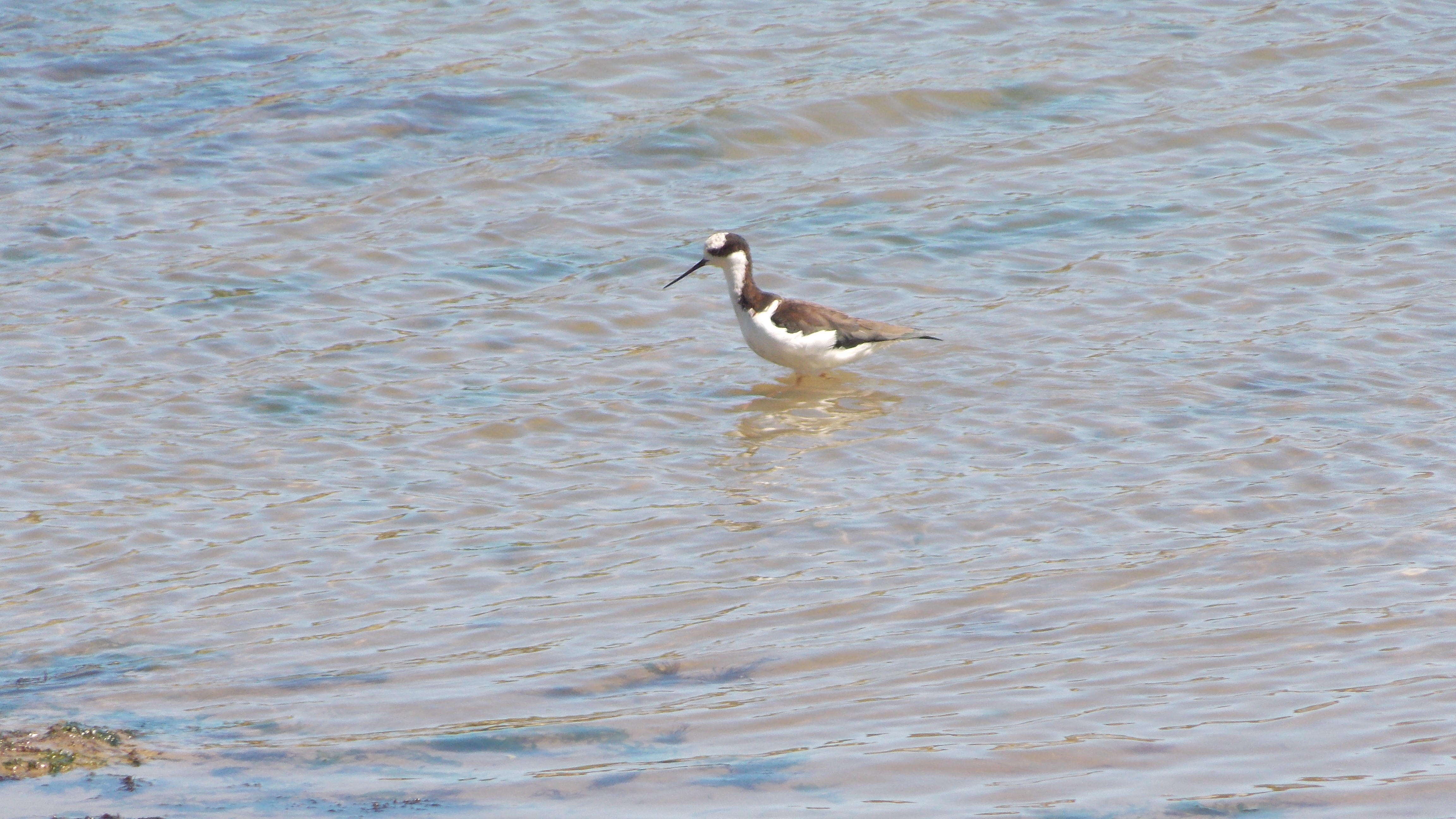 Image of White-backed Stilt