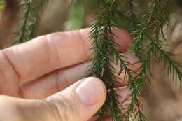 Image of Brush Cypress Pine