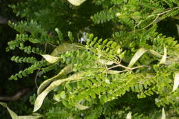 Image of Gleditsia japonica Miq.