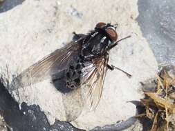 Image of House fly