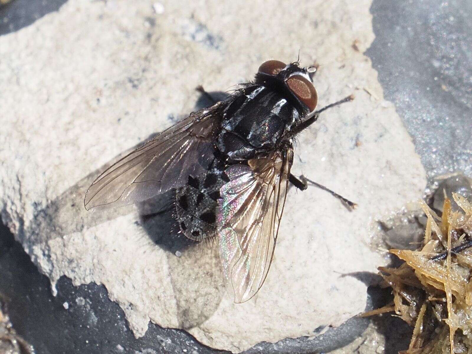 Image of House fly