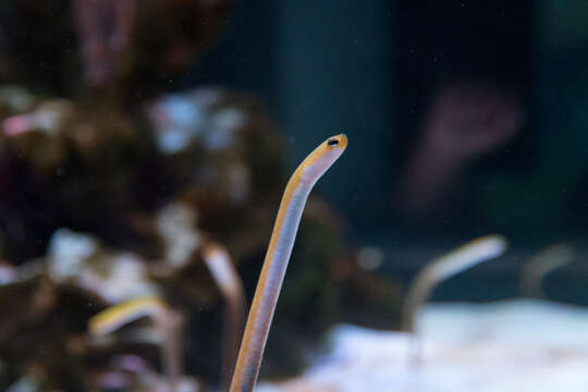 Image of Yellow Garden Eel