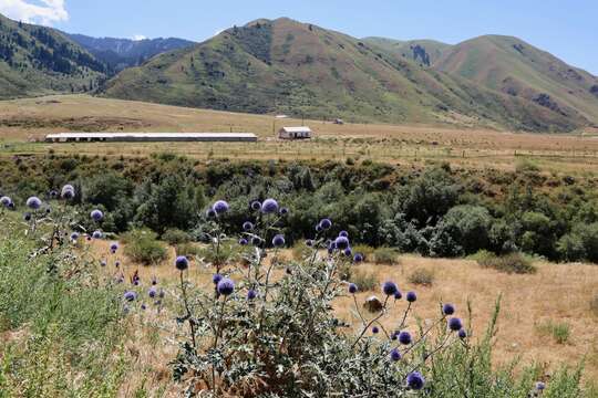 Image of Echinops chantavicus Trautv.