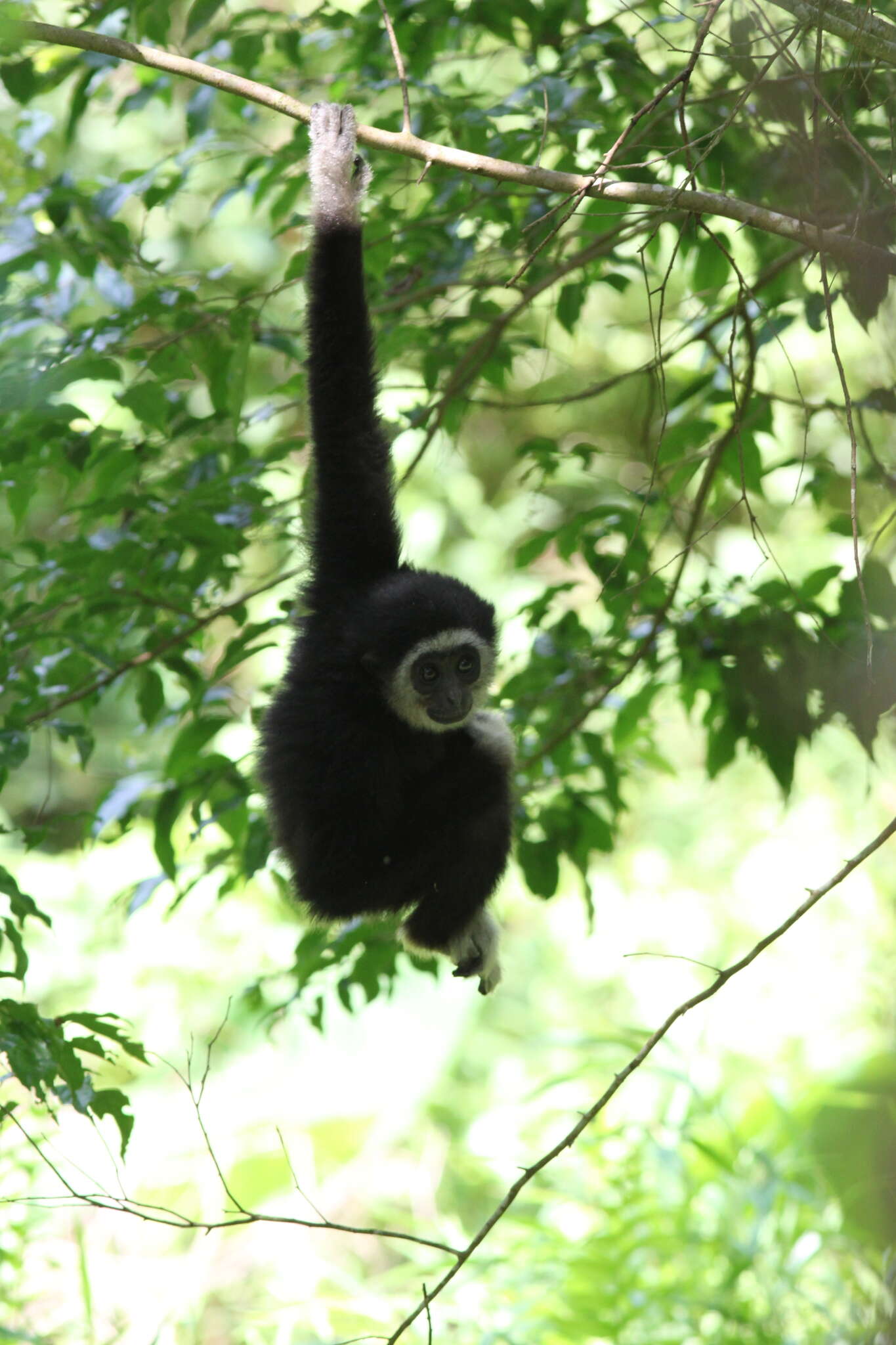 Image of White-handed Gibbon