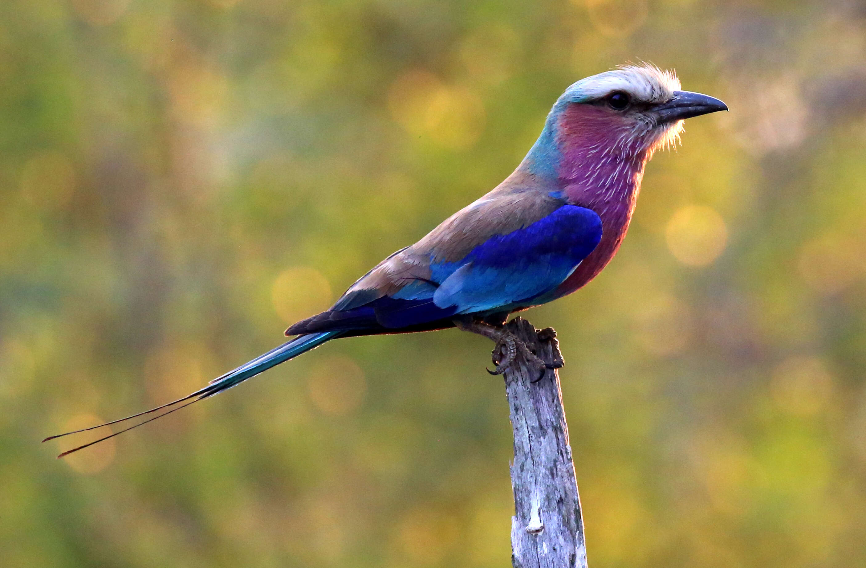 Image of Lilac-breasted Roller