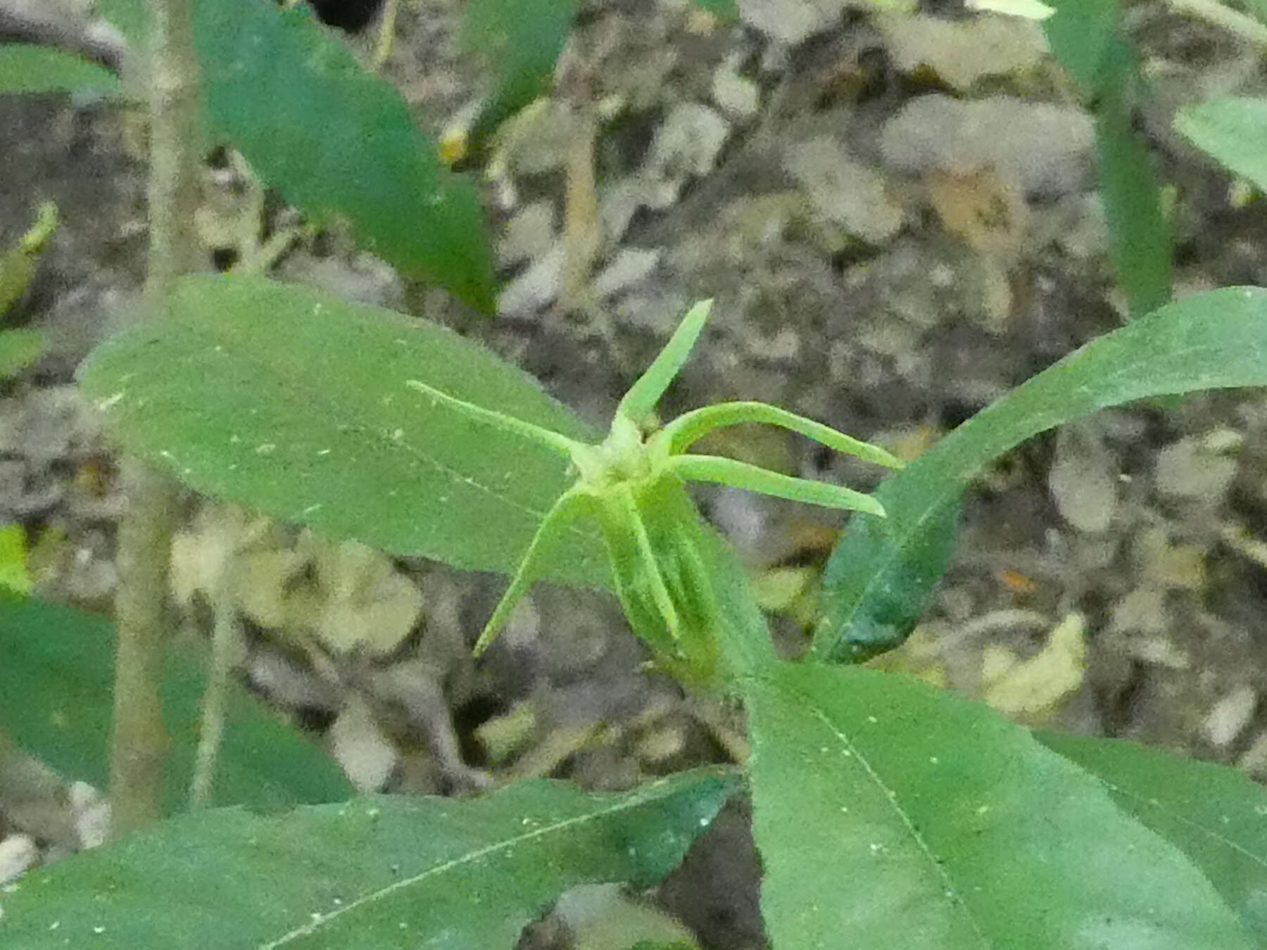 Plancia ëd Gardenia actinocarpa Puttock