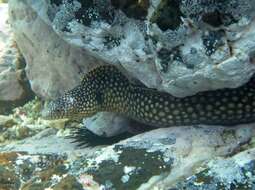 Image of Honeycomb Moray