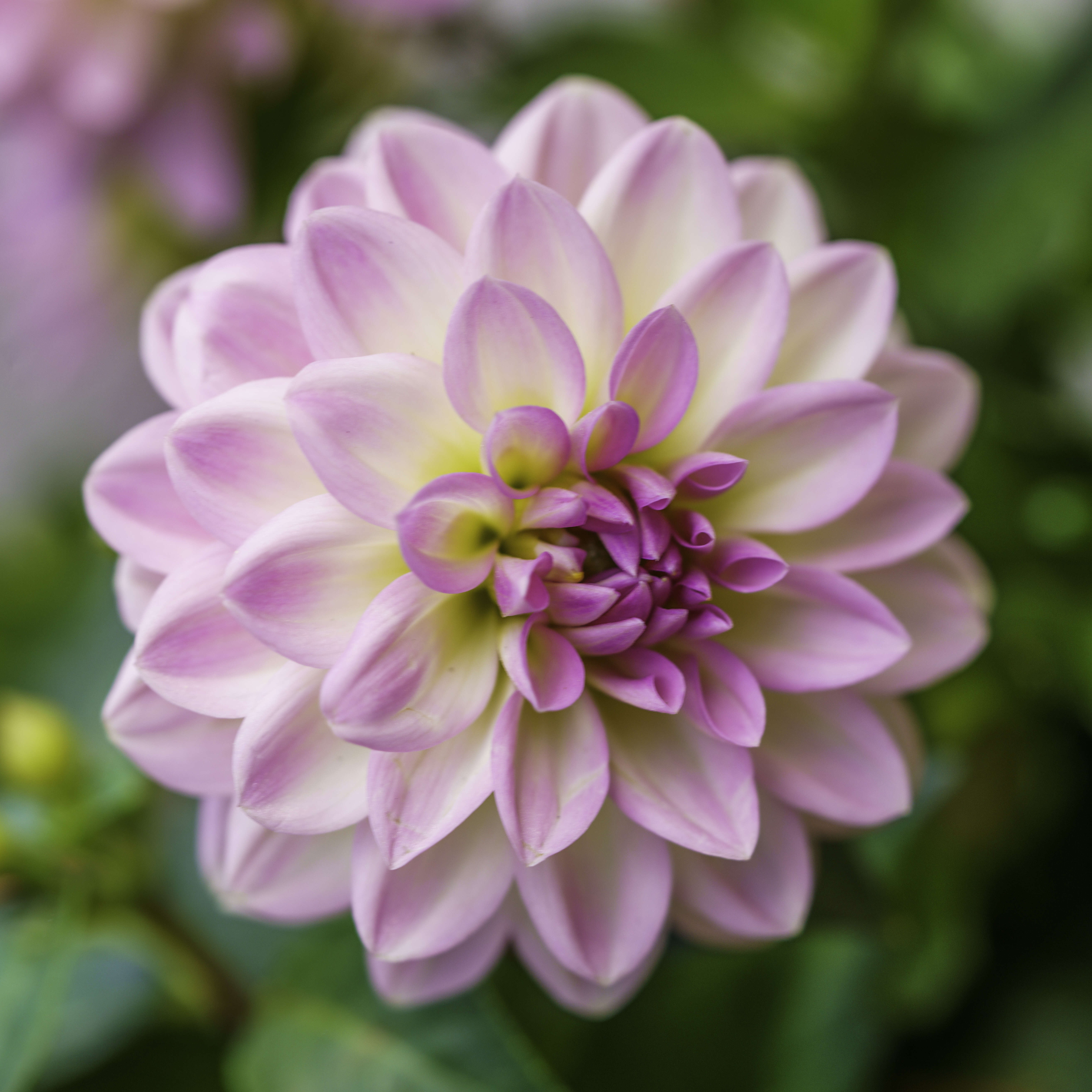 Image of dahlia