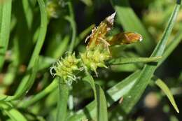 Image of Carex viridula