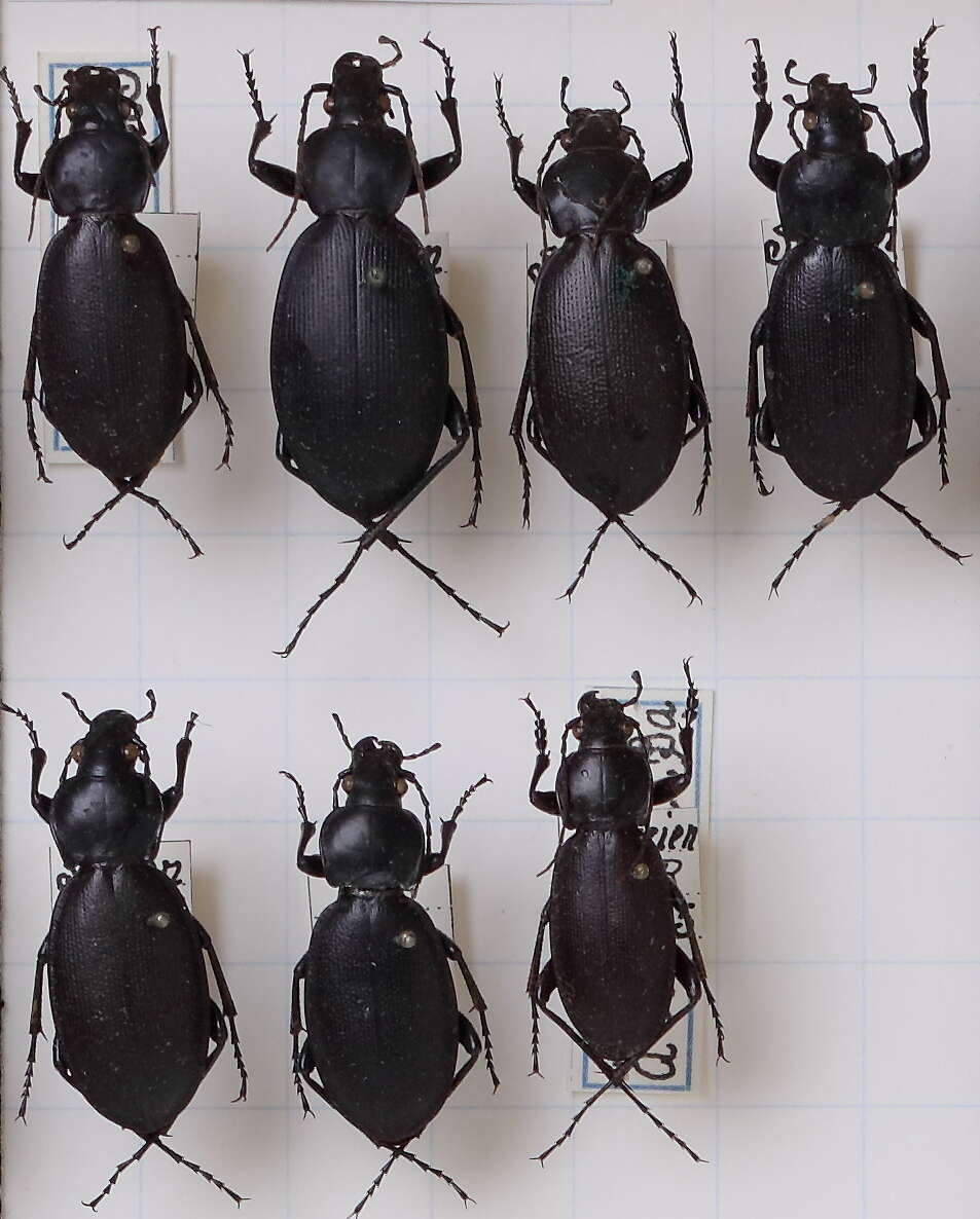 Image of Carabus (Lamprostus) punctatus Laporte 1834