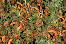 Salvia aurea L. resmi