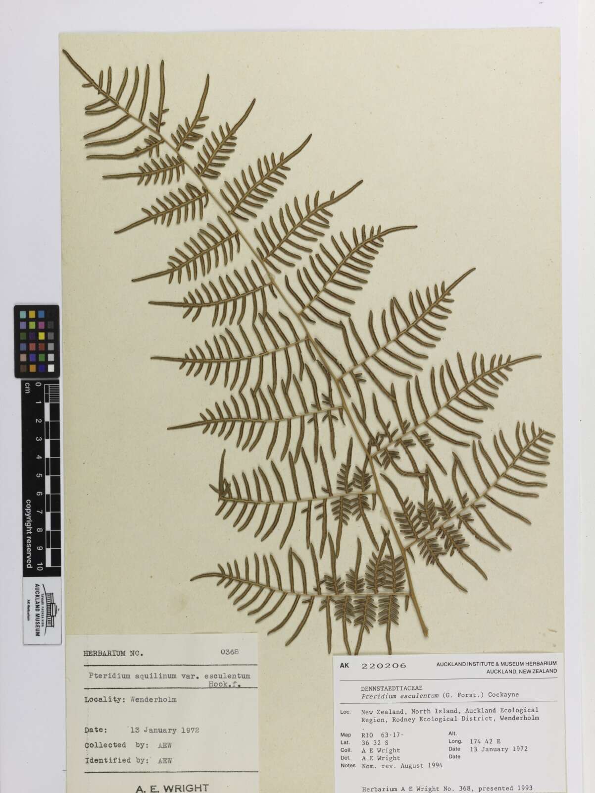 Image of Pteridium esculentum (G. Forst.) Nakai