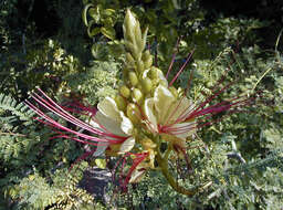 Image of bird-of-paradise shrub