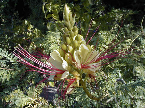 Image of bird-of-paradise shrub