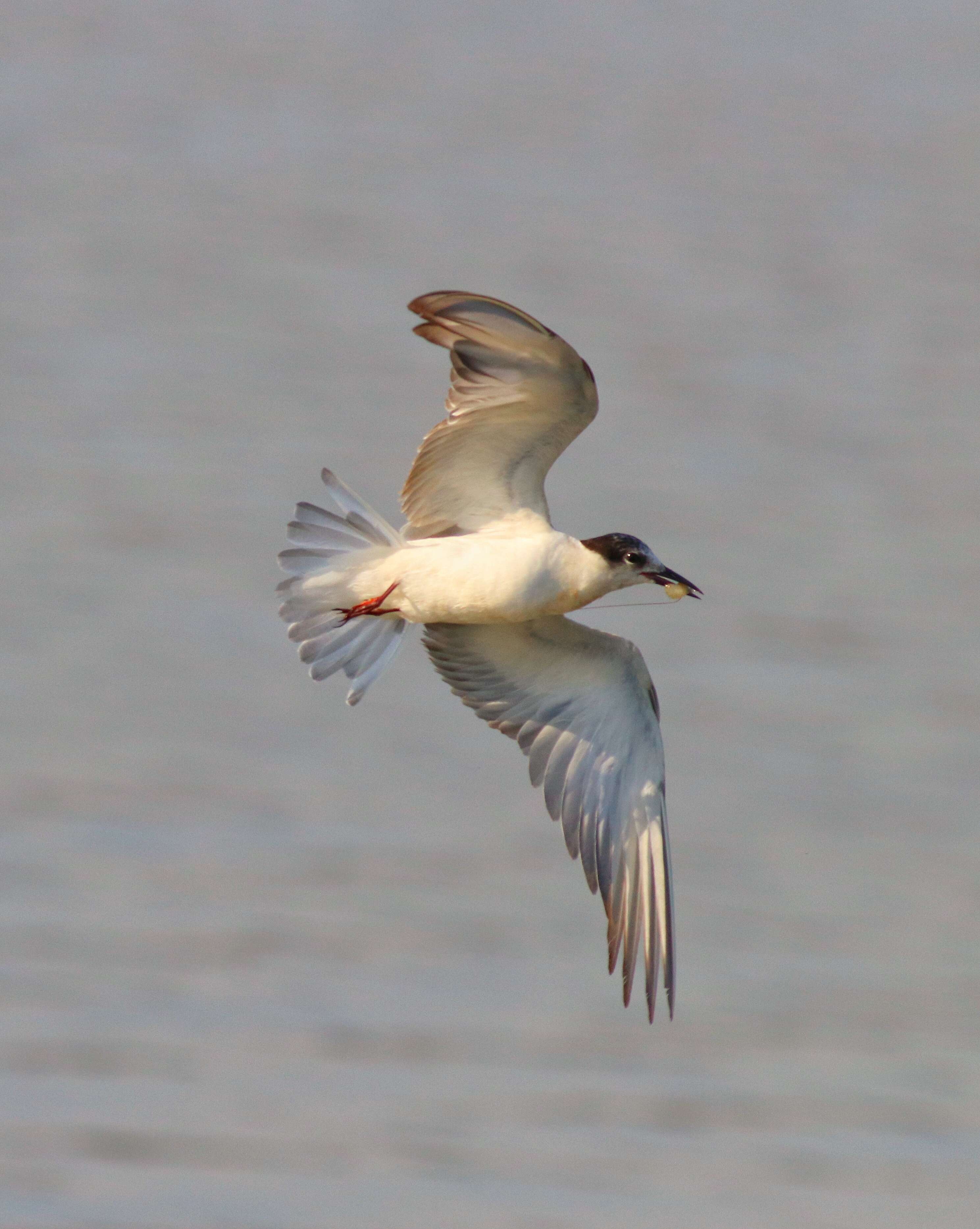 Image of Whiskered Tern