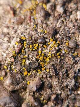 Image of Hidden goldspeck lichen