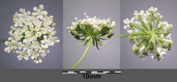 Imagem de Ammi majus L.