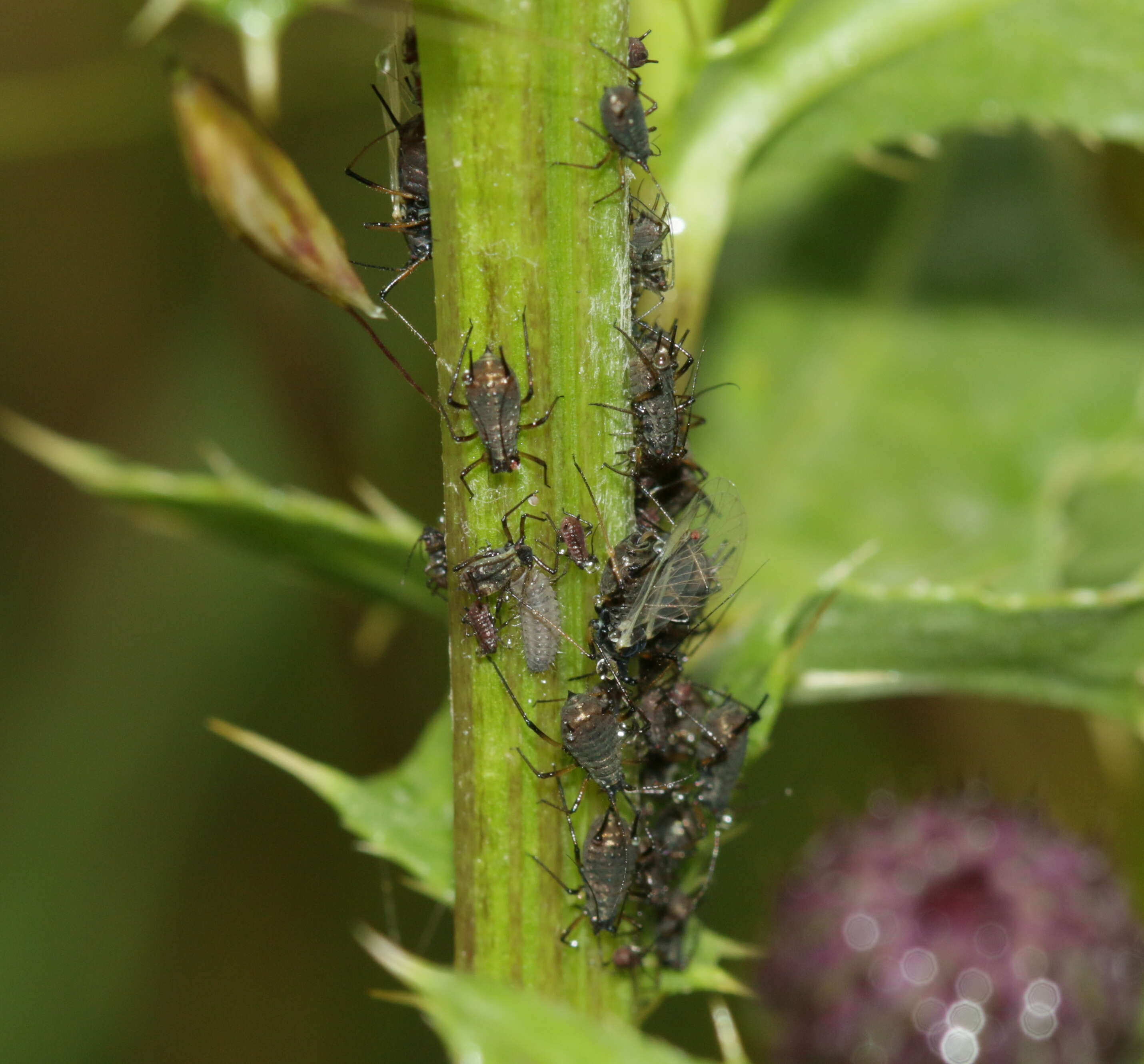 Image of Large Thistle Aphid