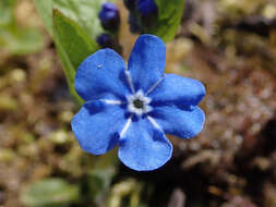 Image of blue-eyed-Mary