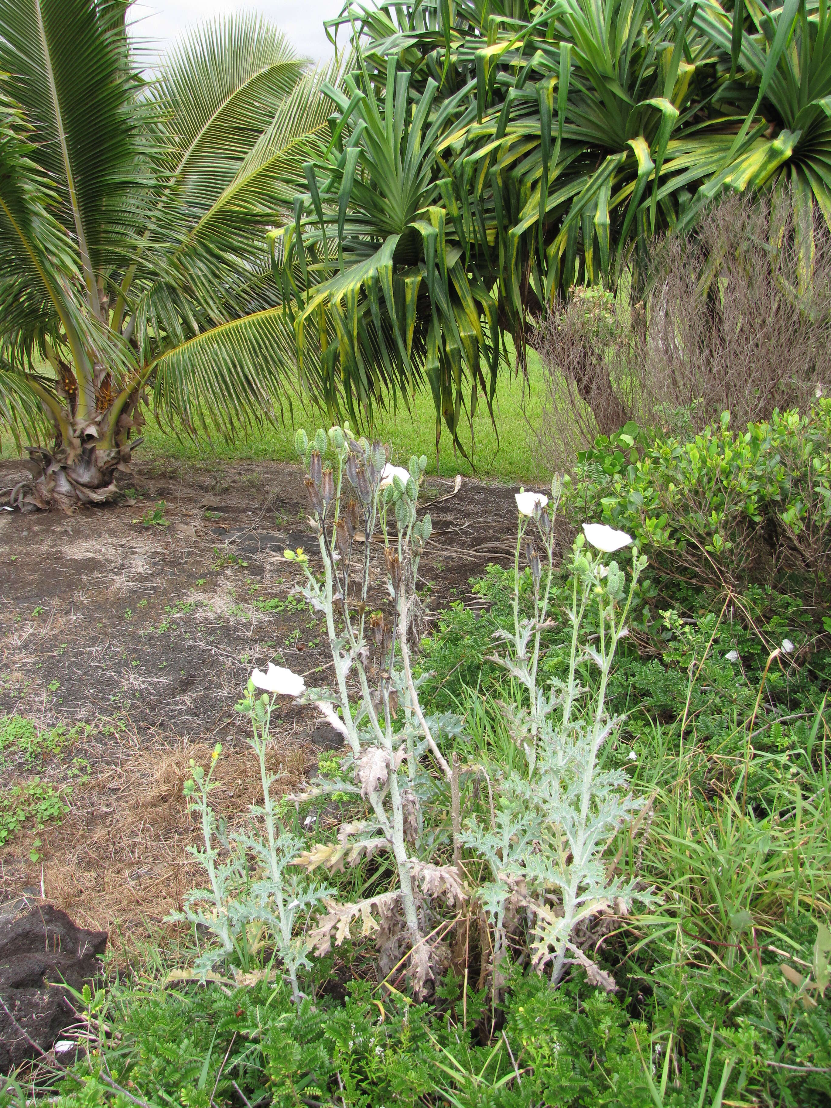 Image of Hawaiian prickly poppy