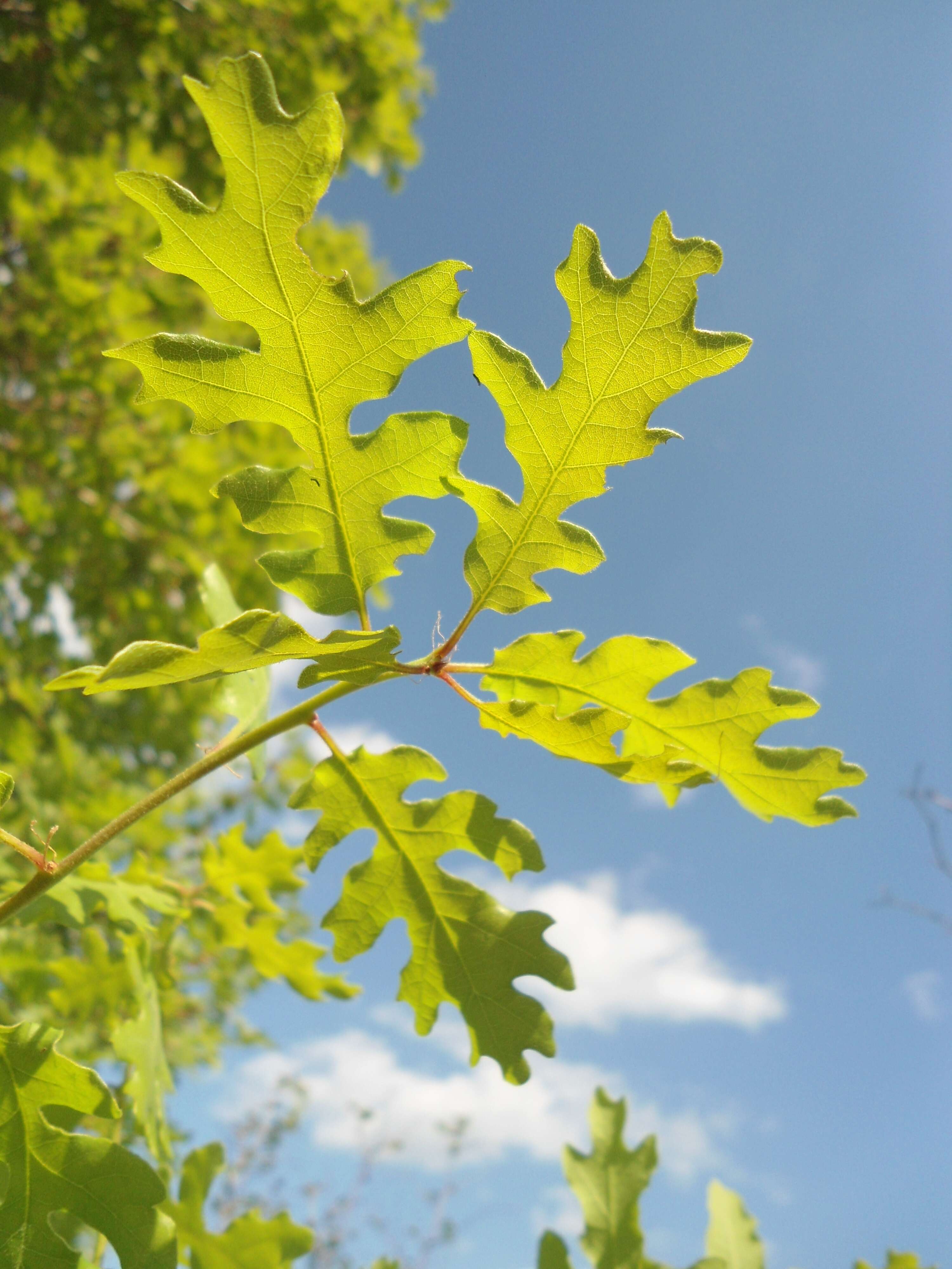 Image of Dalechamp's Oak