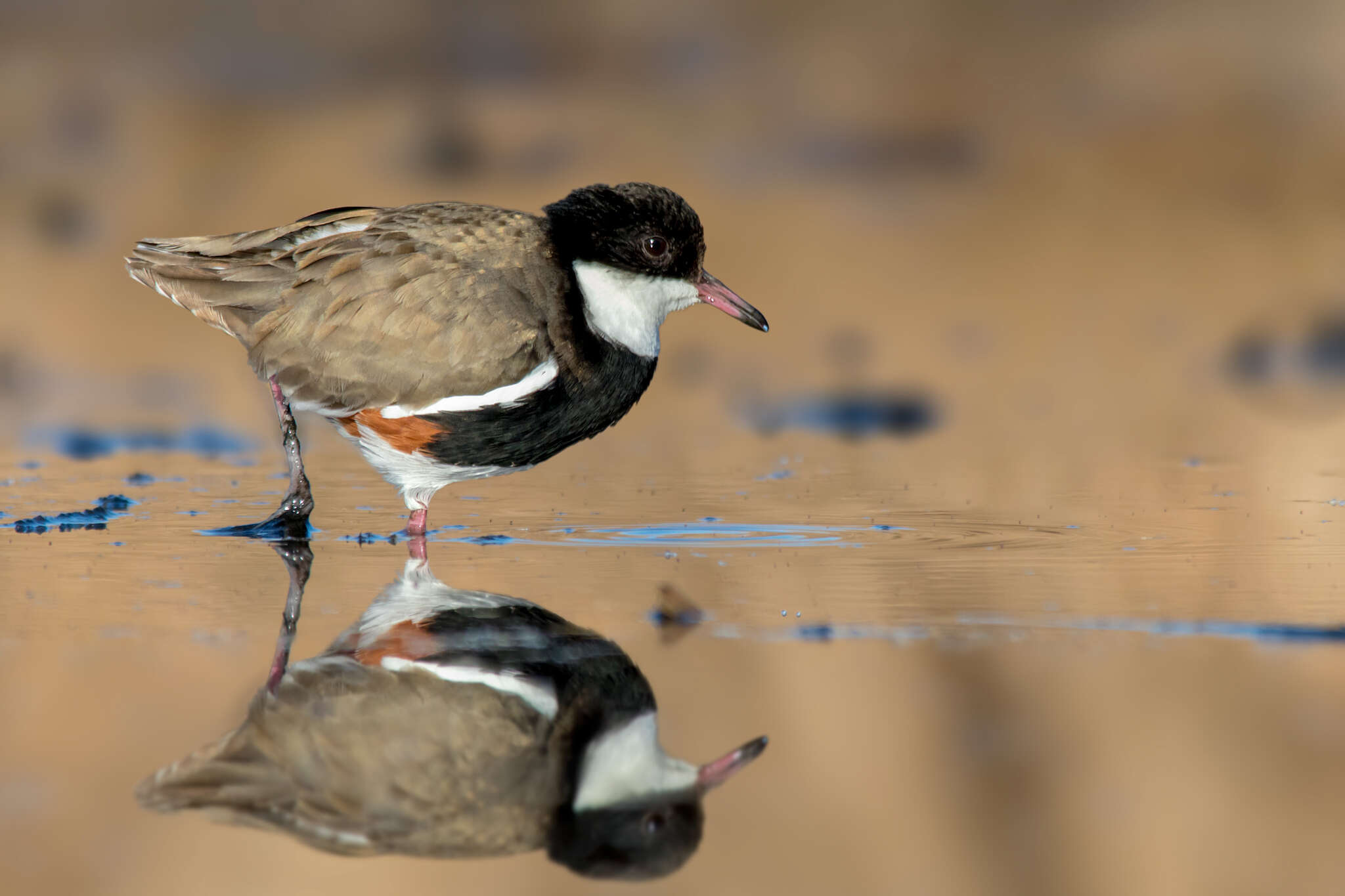 Erythrogonys Gould 1838 resmi