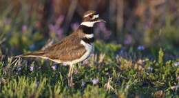 Image of Killdeer