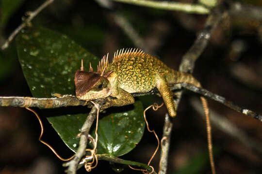 Image of Acanthosaura cardamomensis Wood, Grismer, Grismer, Neang, Chav & Holden 2010