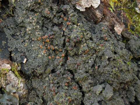 Image of Rimmed shingle lichen