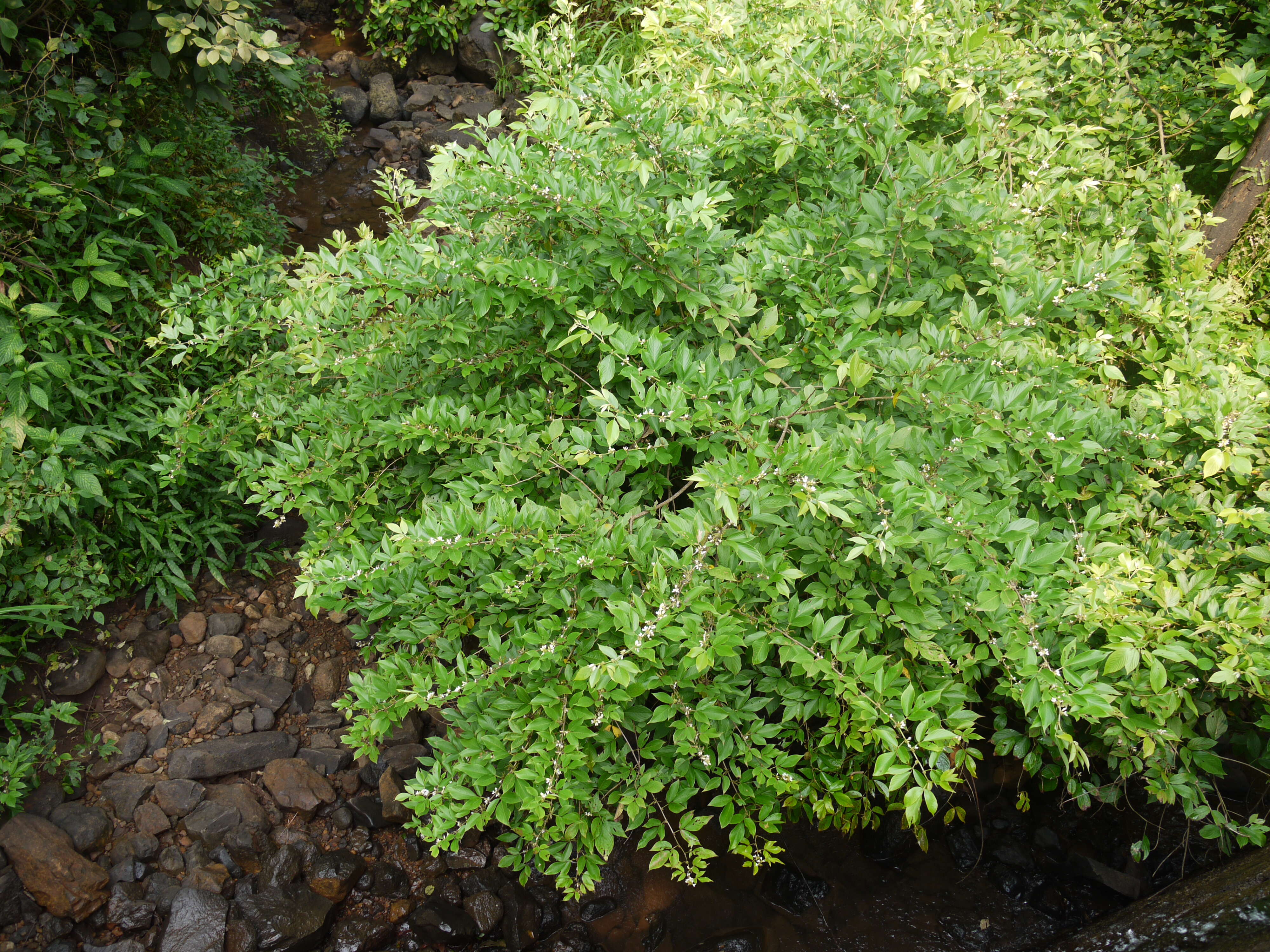 Image of Dendrolobium triangulare (Retz.) Schindl.