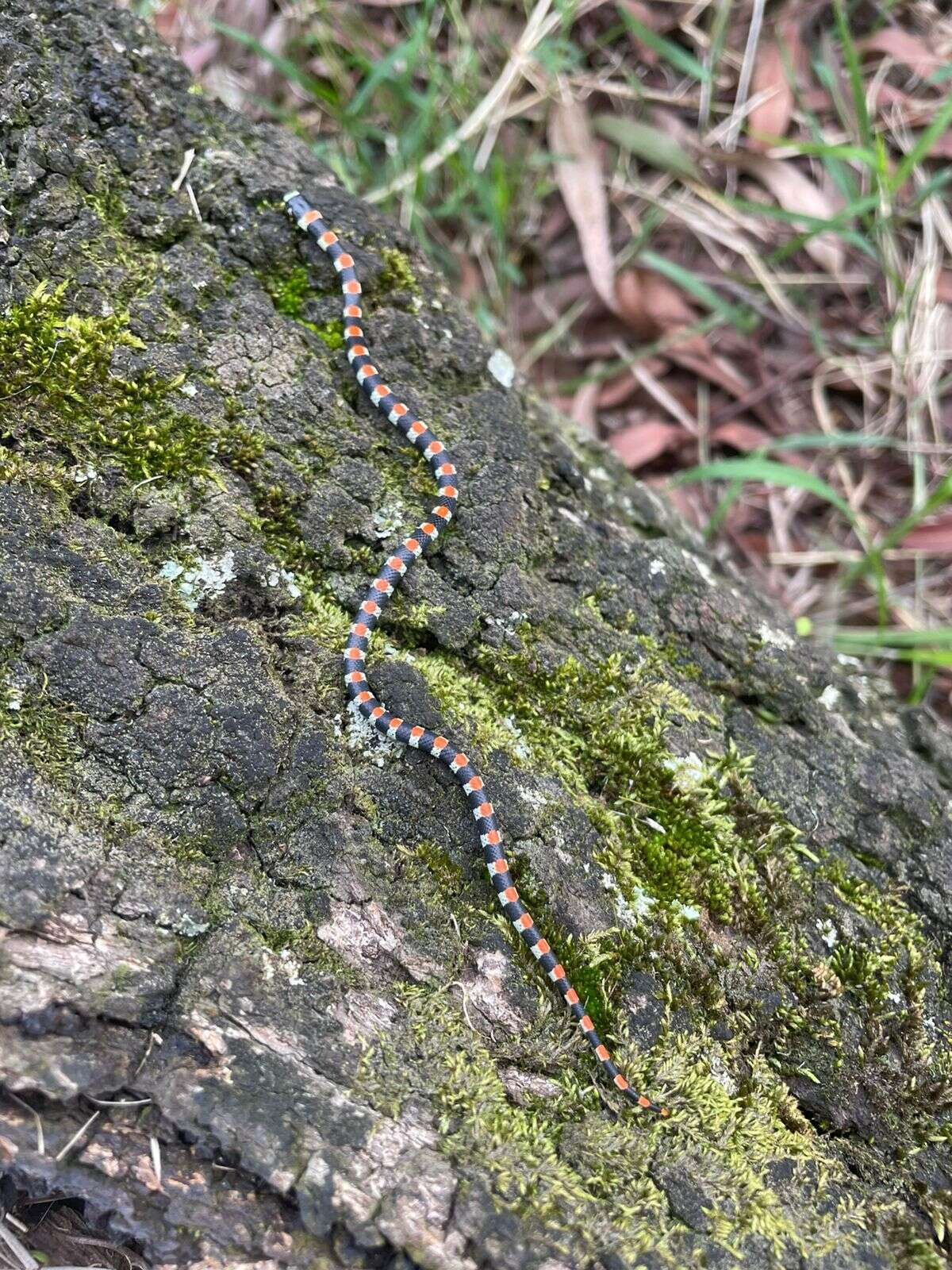 Image of Black-banded Snake