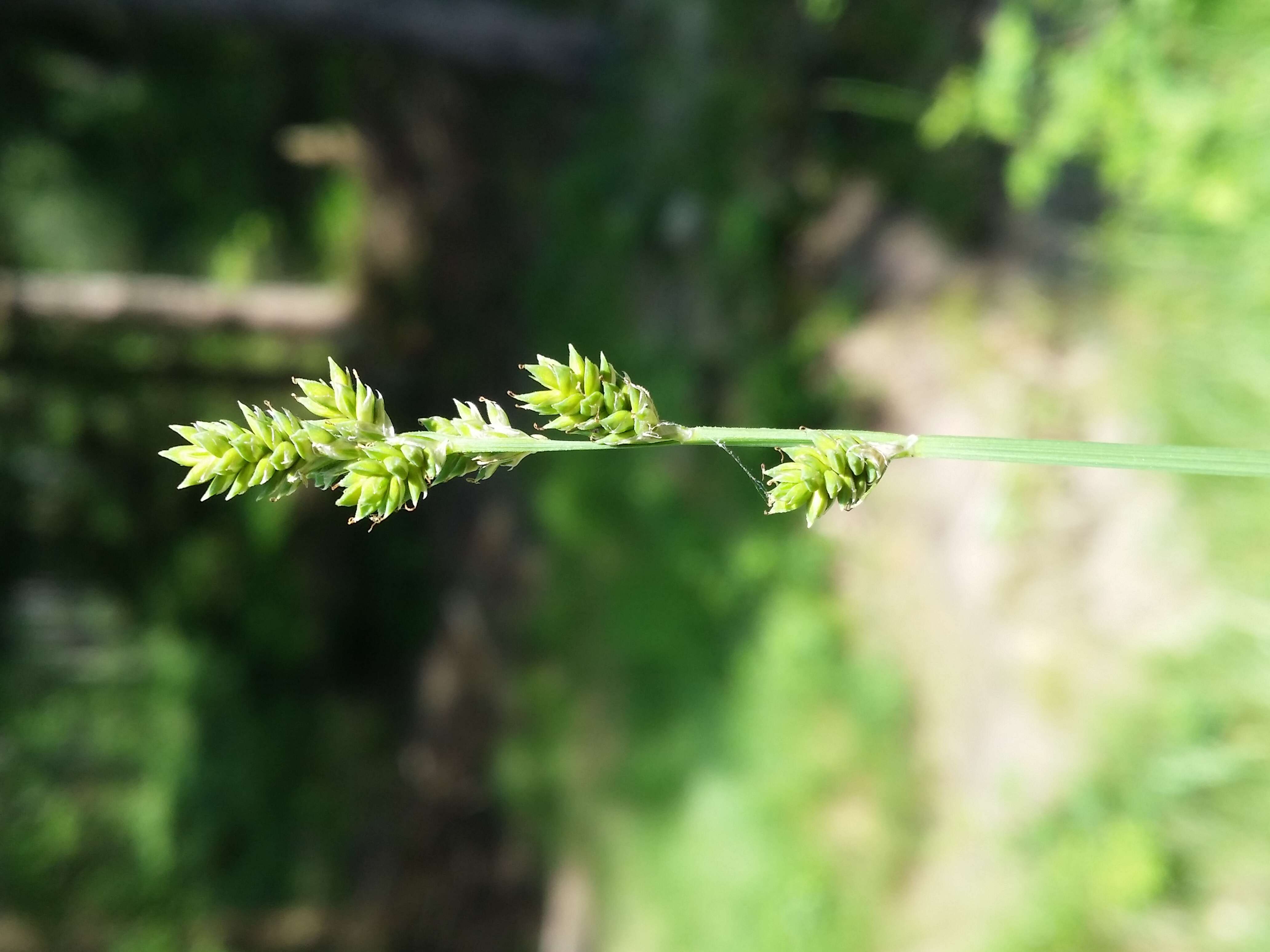 Image of Gray Bog Sedge