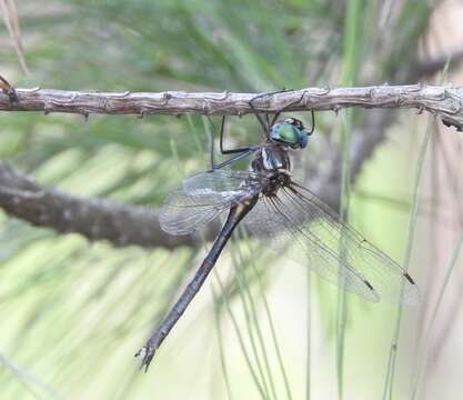 Image of Texas Emerald