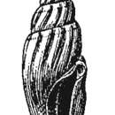 Image of Bactrocythara asarca (Dall & Simpson 1901)