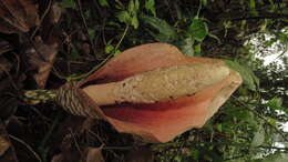 Image of Amorphophallus bulbifer (Roxb.) Blume