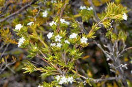 Image of Leucopogon oliganthus E. Pritz.