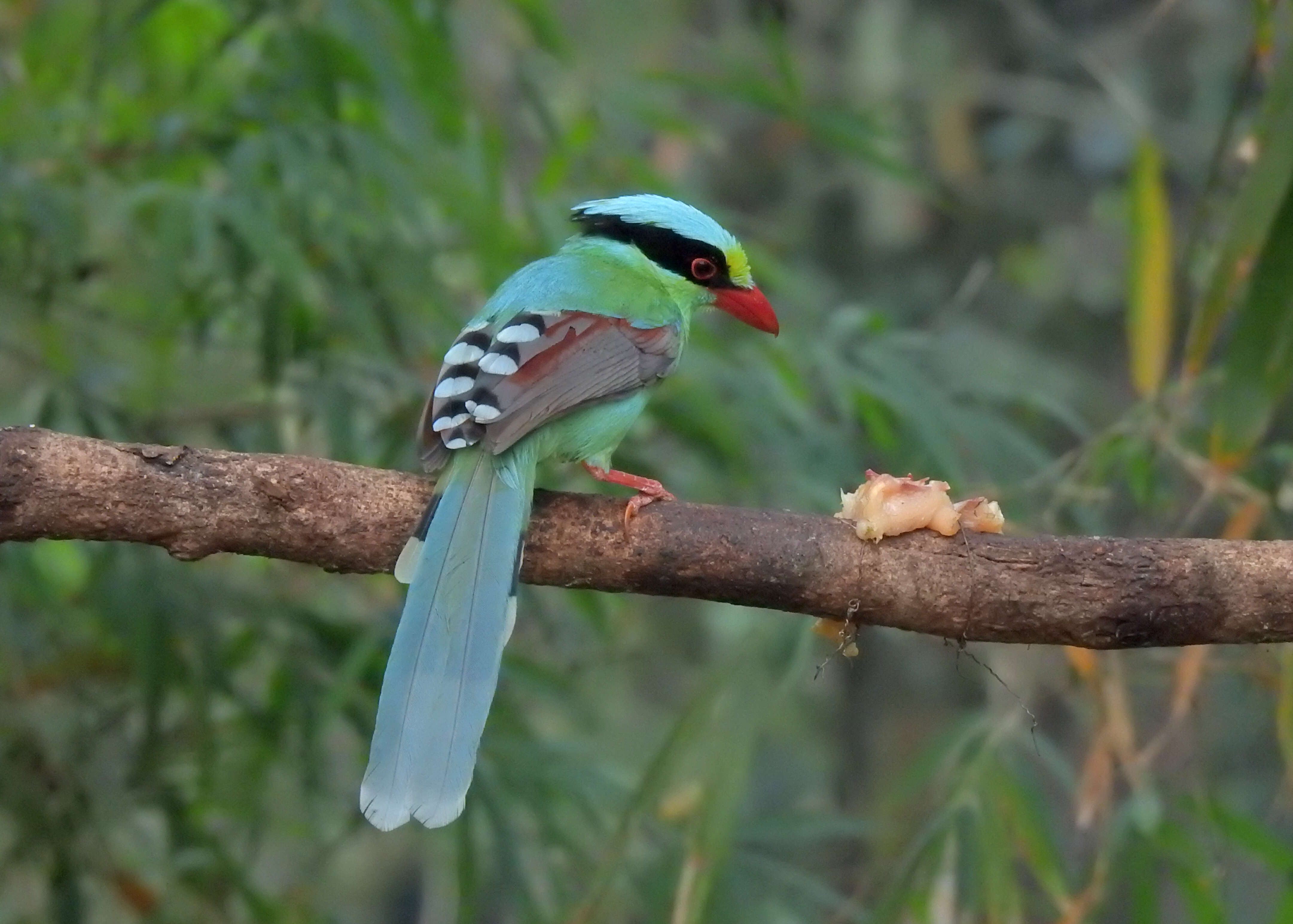 Image of Common Green Magpie