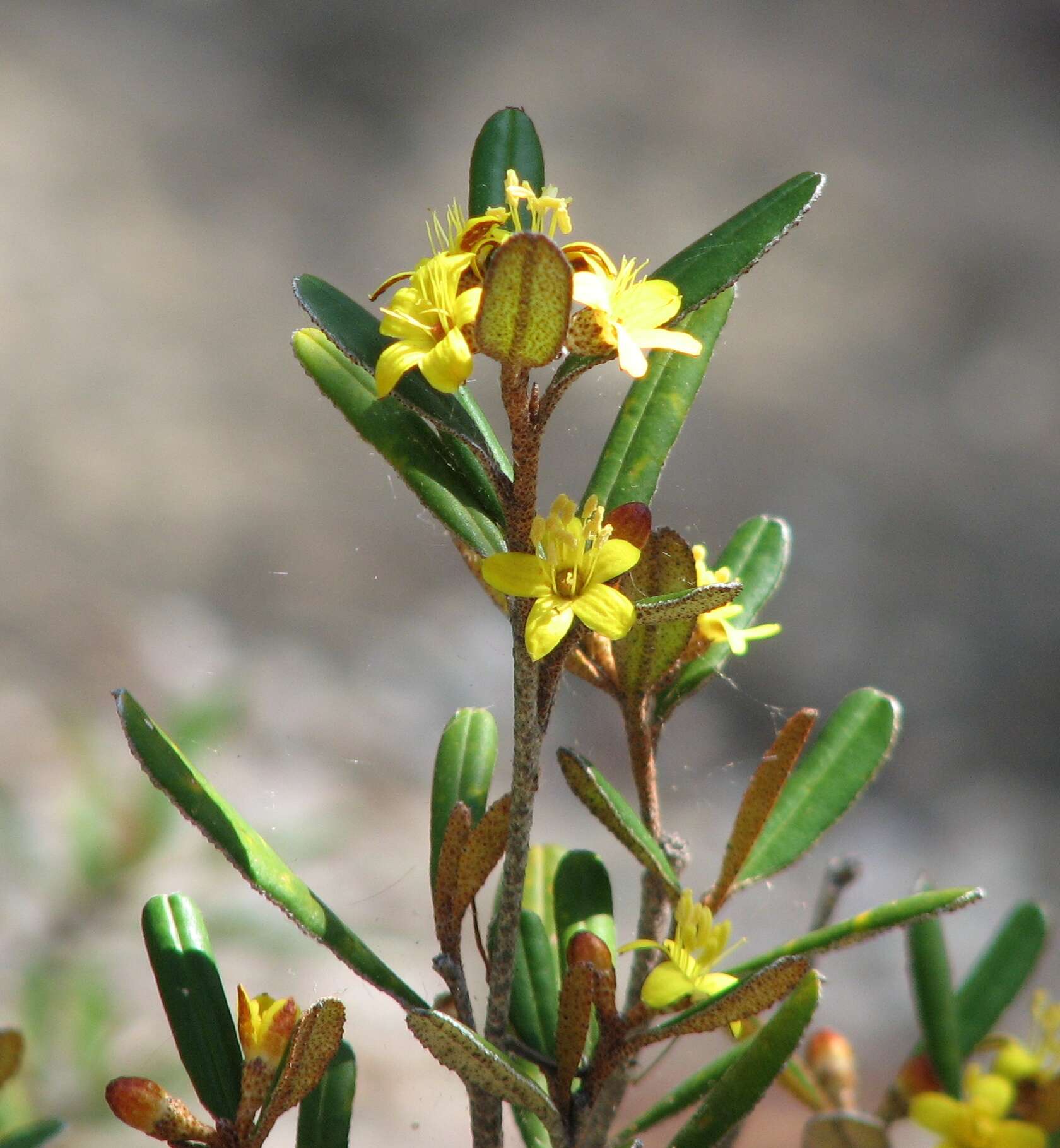 Image of Phebalium whitei P. G. Wilson