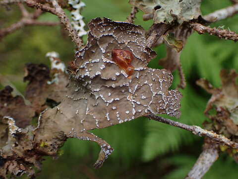 Image of Lobaria anomala