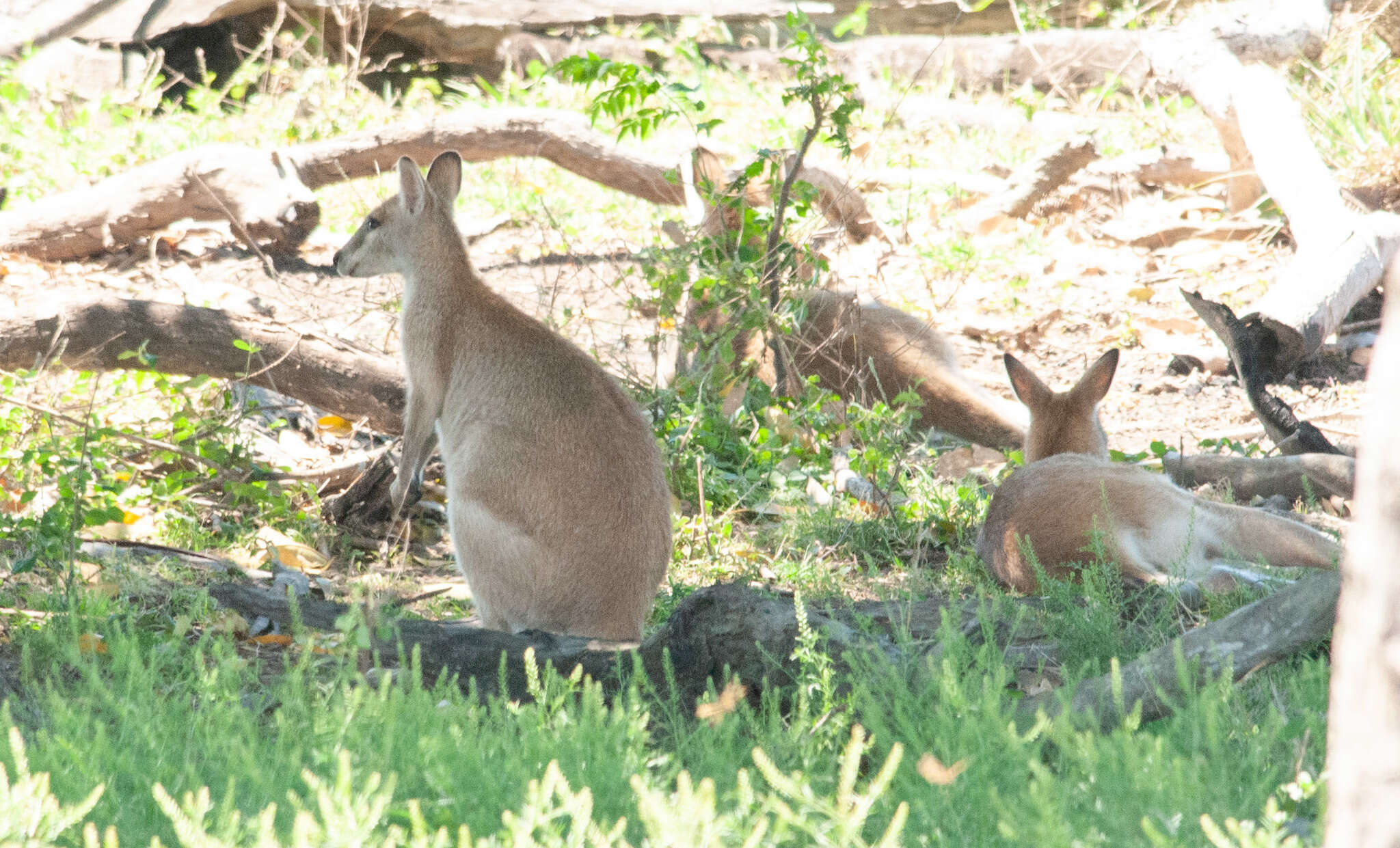 Image of Agile Wallaby