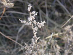 Image of African lovegrass