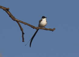 Image of Fork-tailed Flycatcher