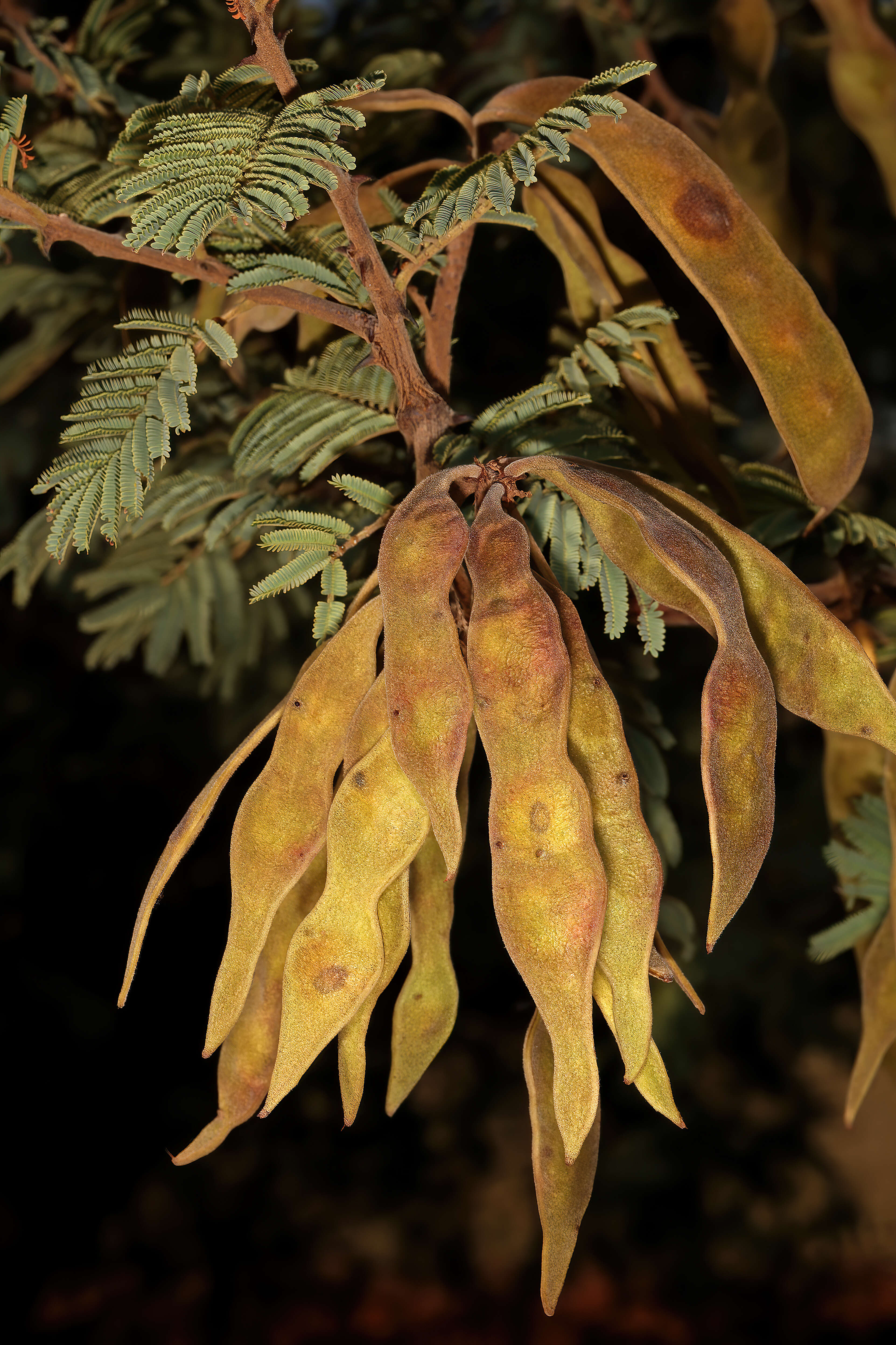 Image of Senegalia hereroensis (Engl.) Kyal. & Boatwr.