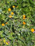 Image of field marigold