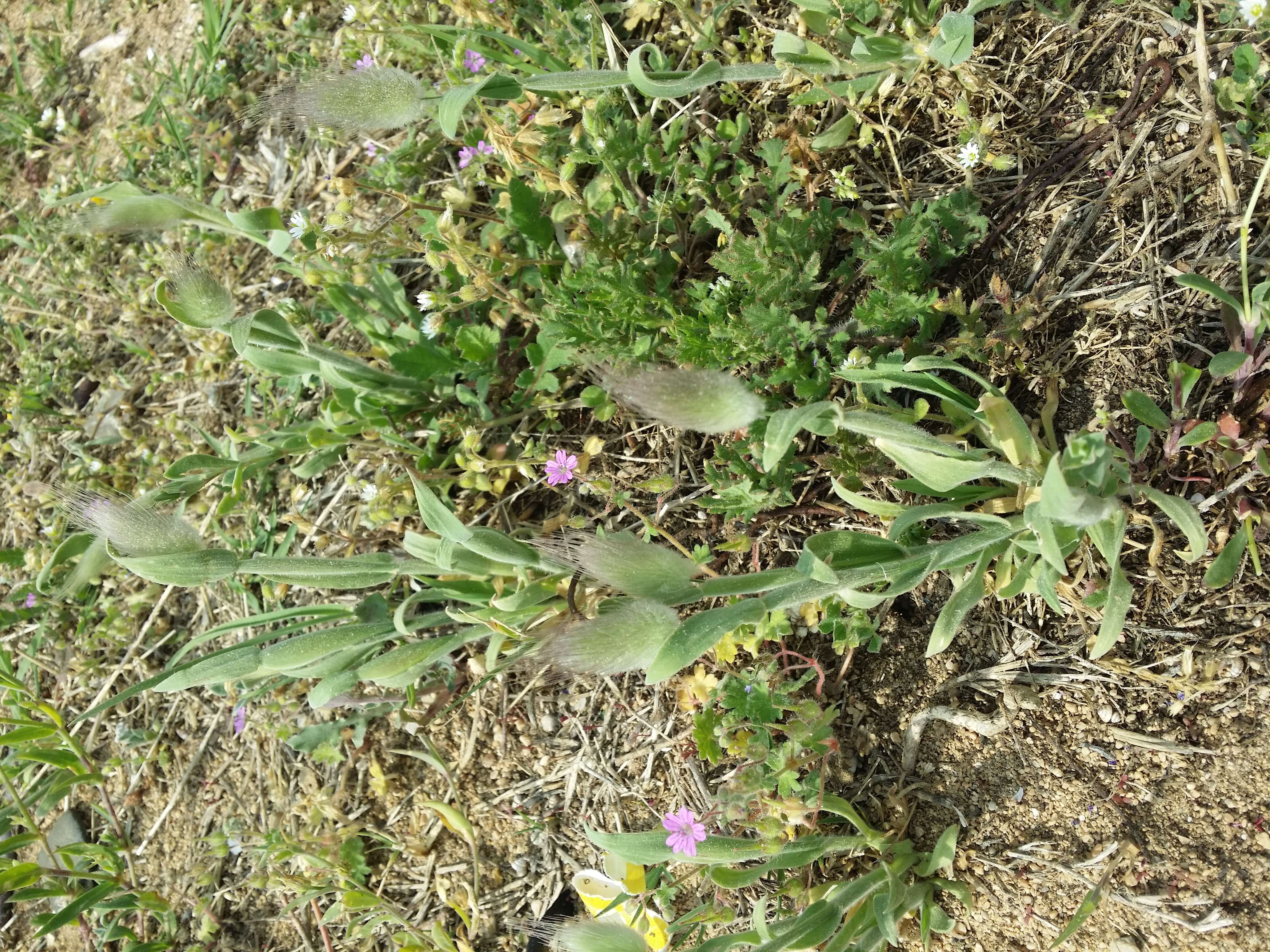 Image of harestail grass