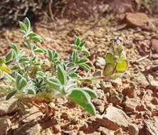 Image of shortstem lupine